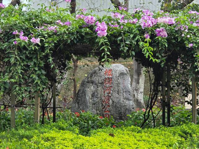 2026年10月01日蒜香藤花況-9