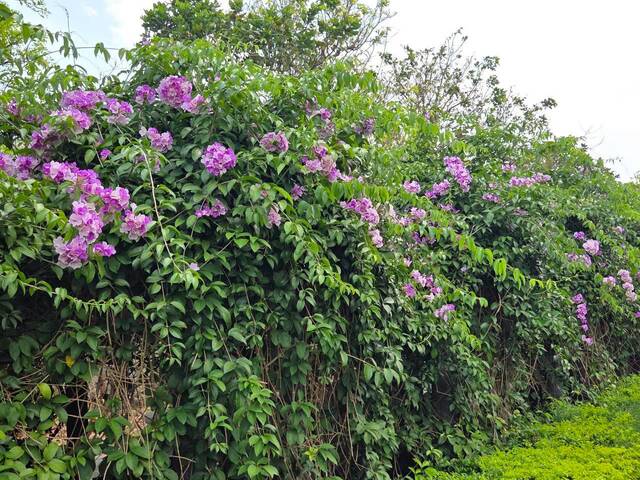 2026年10月01日蒜香藤花況-10