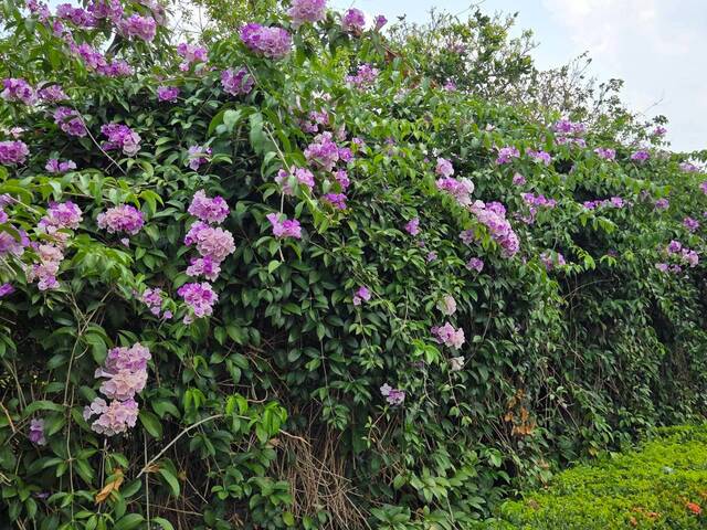 2026年10月01日蒜香藤花況-11