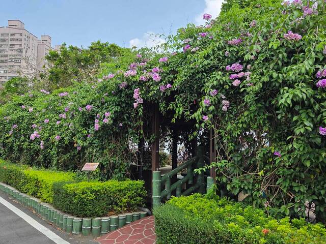 2026年10月01日蒜香藤花況-13