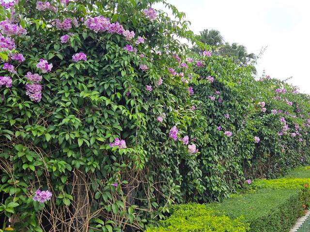 2026年10月01日蒜香藤花況-14