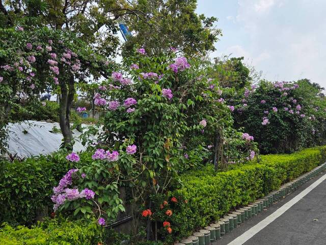 2026年10月01日蒜香藤花況-15
