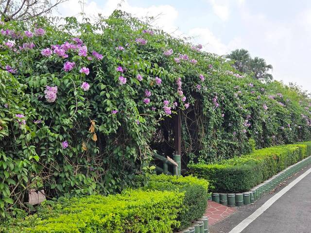 2026年10月01日蒜香藤花況-16