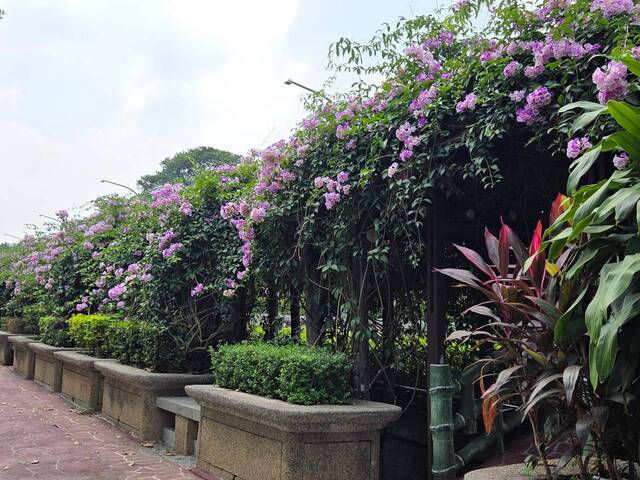 2026年10月01日蒜香藤花況-18
