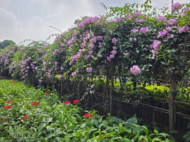 2026年10月01日蒜香藤花況-20
