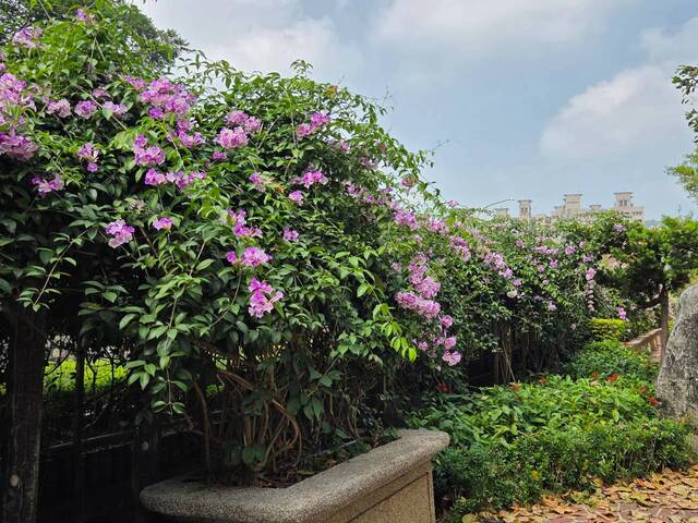 2026年10月01日蒜香藤花況-22