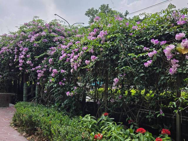 2026年10月01日蒜香藤花況-23