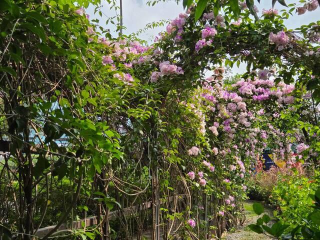 2026年10月01日蒜香藤花況-25