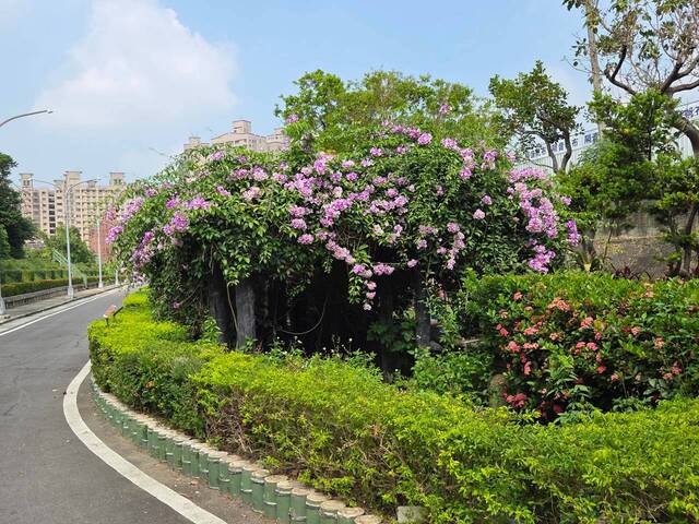 2026年10月01日蒜香藤花況-26