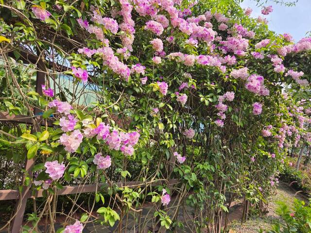 2026年10月01日蒜香藤花況-27