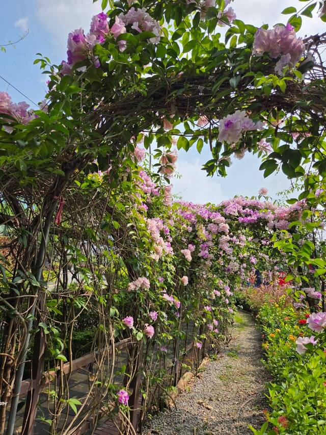 2026年10月01日蒜香藤花況-28