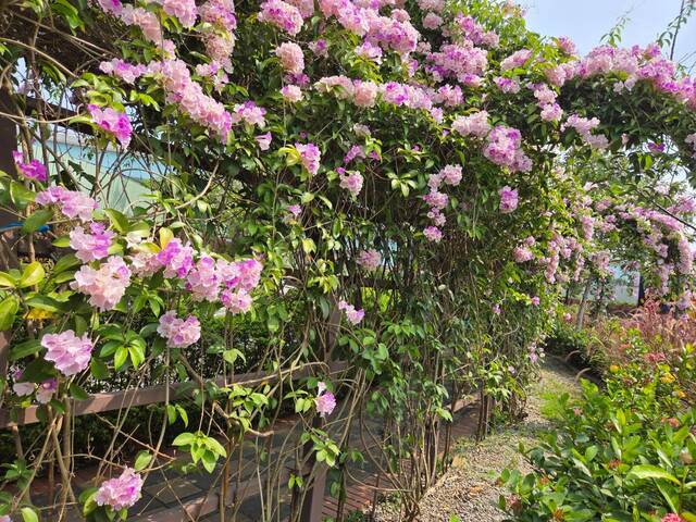 2026年10月01日蒜香藤花況-30