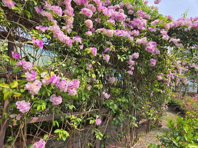 2026年10月01日蒜香藤花況-31