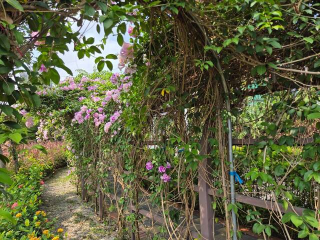 2026年10月01日蒜香藤花況-33