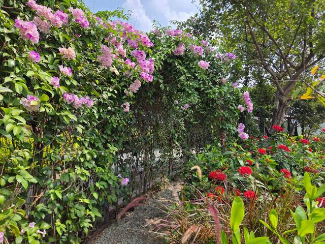 2026年10月01日蒜香藤花況-35