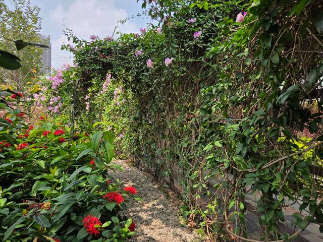 2026年10月01日蒜香藤花況-36