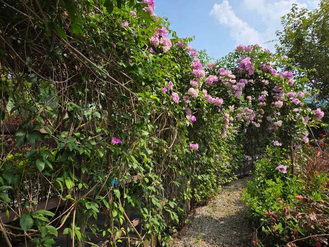2026年10月01日蒜香藤花況-37