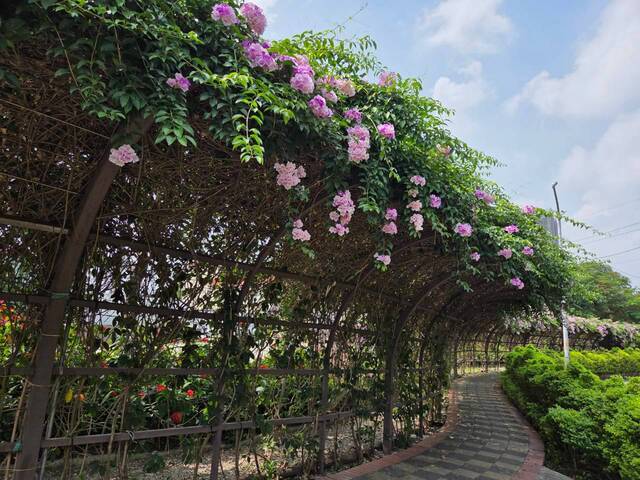 2026年10月01日蒜香藤花況-38