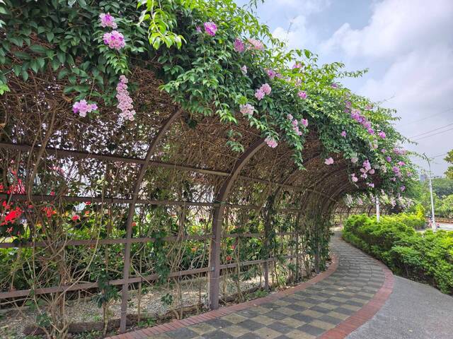 2026年10月01日蒜香藤花況-39
