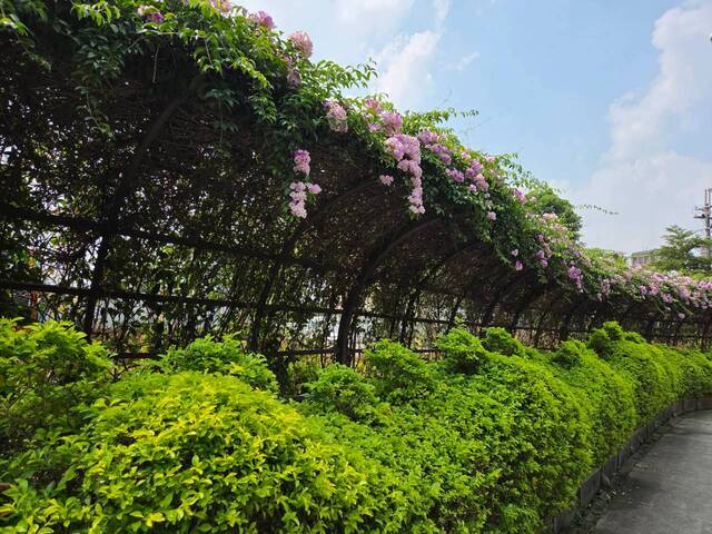 2026年10月01日蒜香藤花況-40