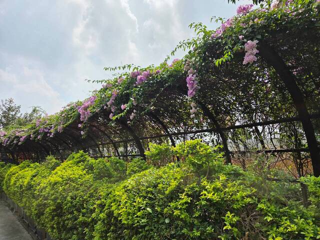 2026年10月01日蒜香藤花況-41