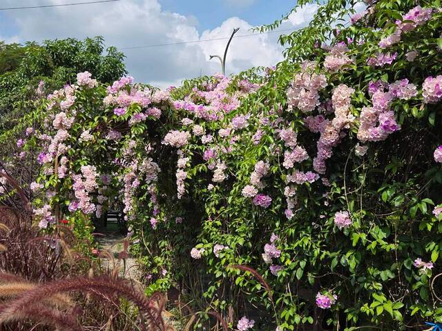 2026年10月02日蒜香藤花況-2