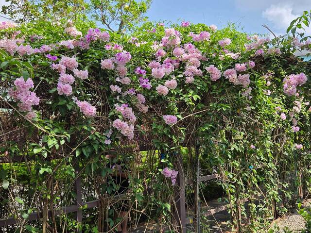 2026年10月02日蒜香藤花況-3