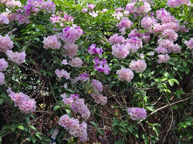 2026年10月02日蒜香藤花況-4
