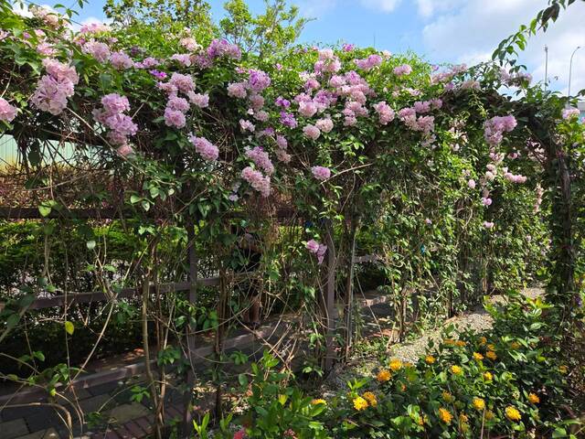 2026年10月02日蒜香藤花況-5