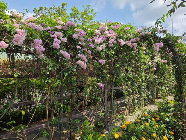 2026年10月02日蒜香藤花況-6