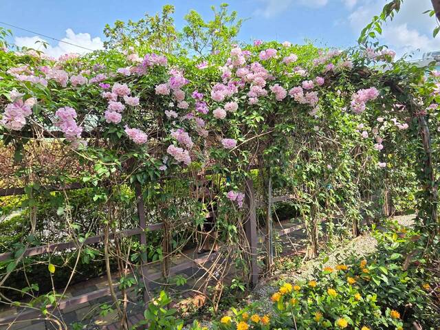 2026年10月02日蒜香藤花況-7