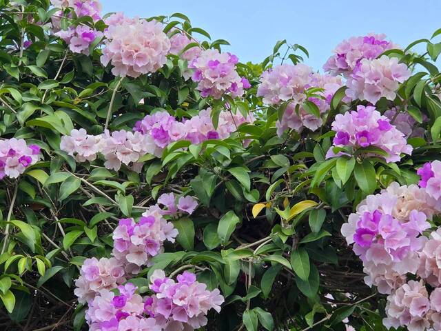 2026年10月02日蒜香藤花況-8
