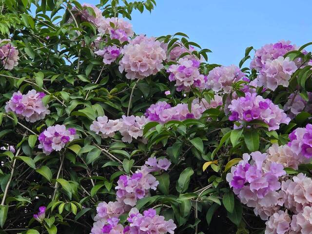 2026年10月02日蒜香藤花況-9