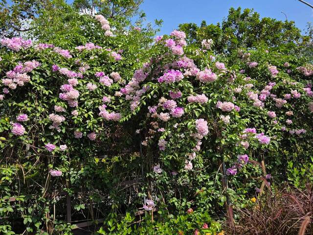 2026年10月02日蒜香藤花況-10