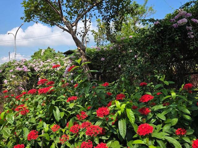 2026年10月02日蒜香藤花況-11