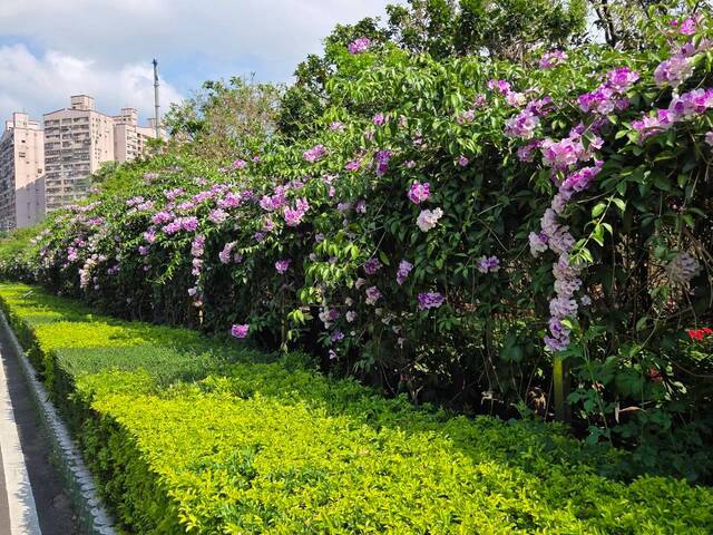 2026年10月02日蒜香藤花況-14