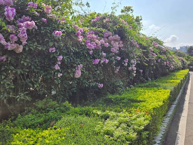 2026年10月02日蒜香藤花況-15
