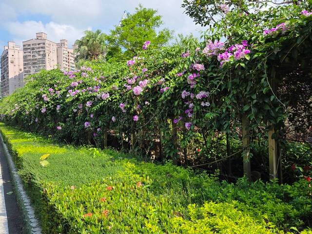 2026年10月02日蒜香藤花況-16