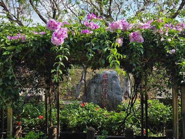 2026年10月02日蒜香藤花況-17
