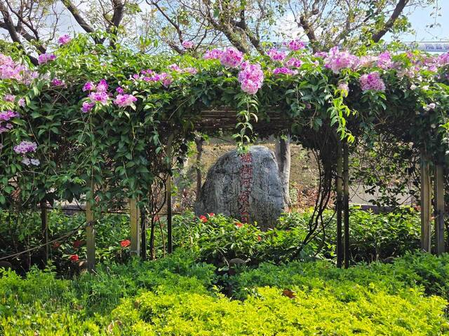 2026年10月02日蒜香藤花況-18