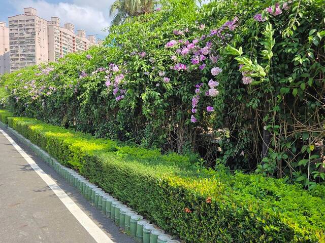 2026年10月02日蒜香藤花況-19