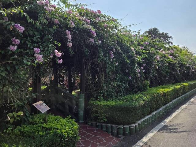 2026年10月02日蒜香藤花況-21