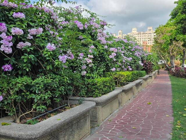2026年10月02日蒜香藤花況-22