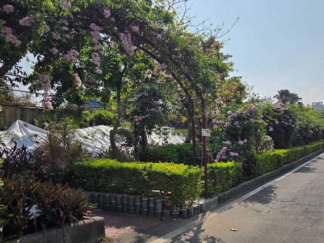 2026年10月02日蒜香藤花況-24