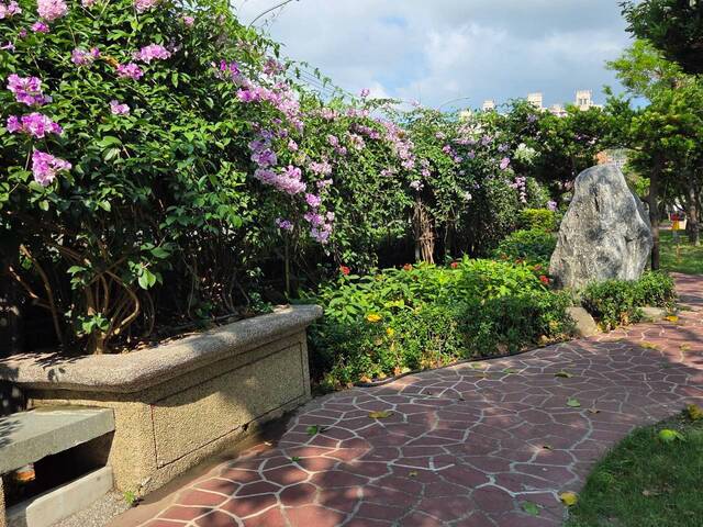 2026年10月02日蒜香藤花況-27