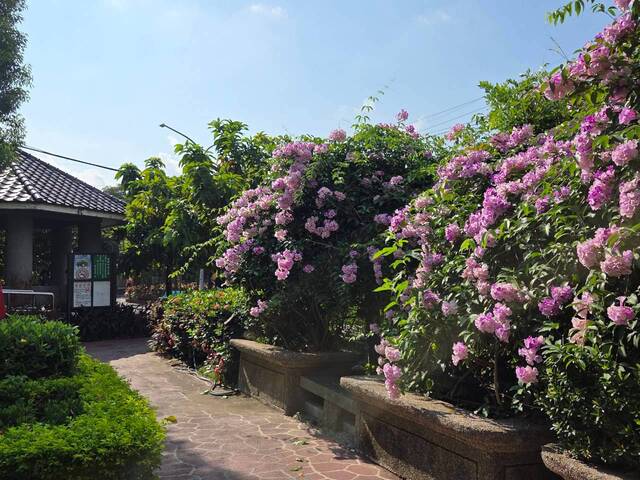 2026年10月02日蒜香藤花況-29