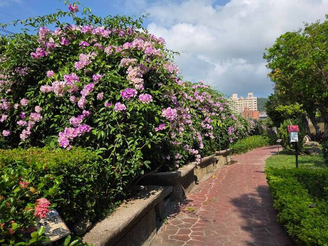 2026年10月02日蒜香藤花況-30