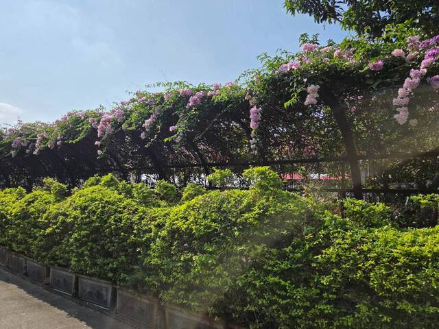 2026年10月02日蒜香藤花況-31
