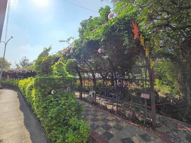 2026年10月02日蒜香藤花況-32