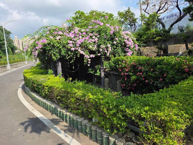 2026年10月02日蒜香藤花況-33